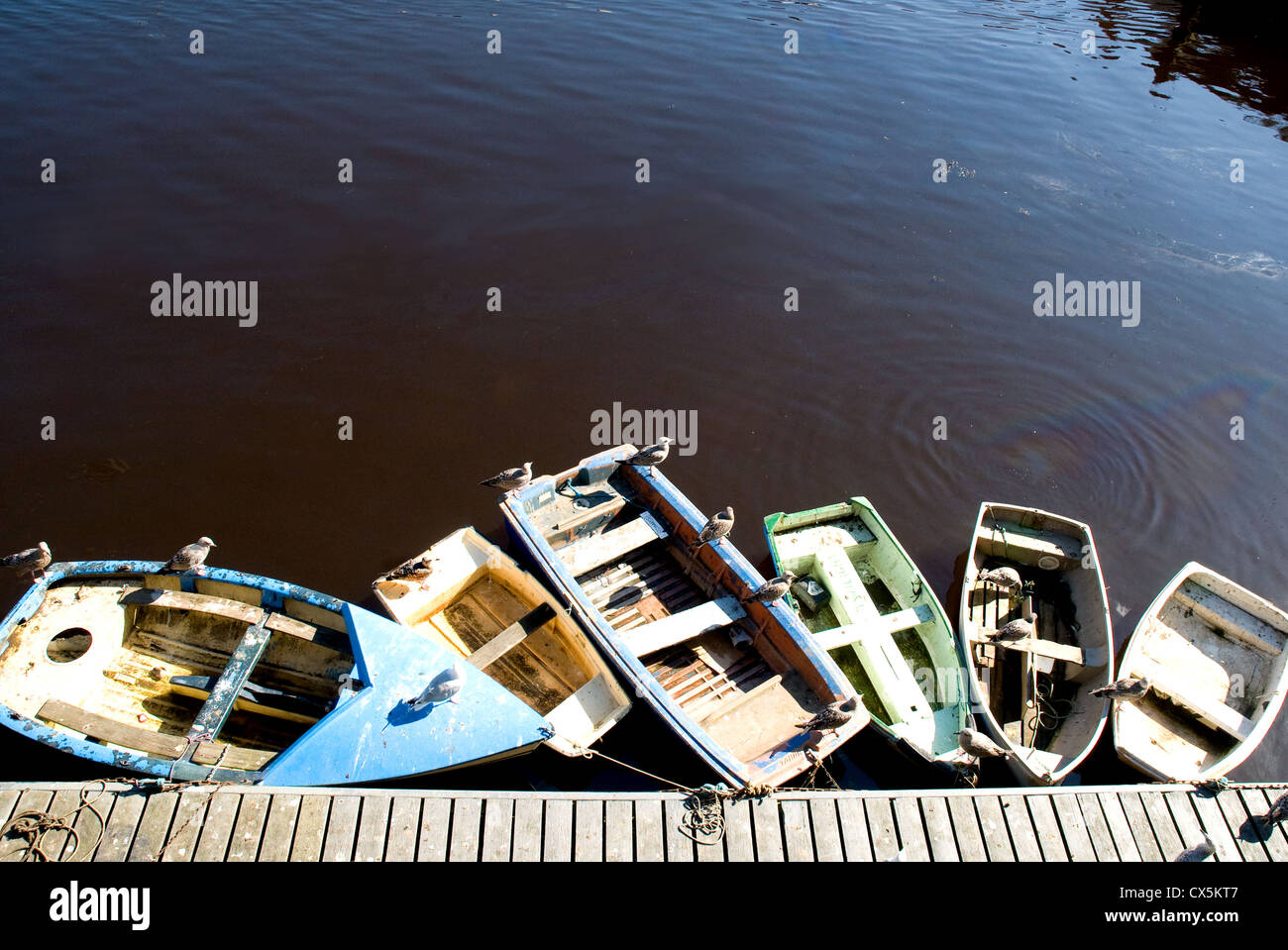 Vista aerea di piccole imbarcazioni a remi in un porto con i gabbiani seduti intorno e su di esse. Le barche sono diversi colori pastello. Foto Stock