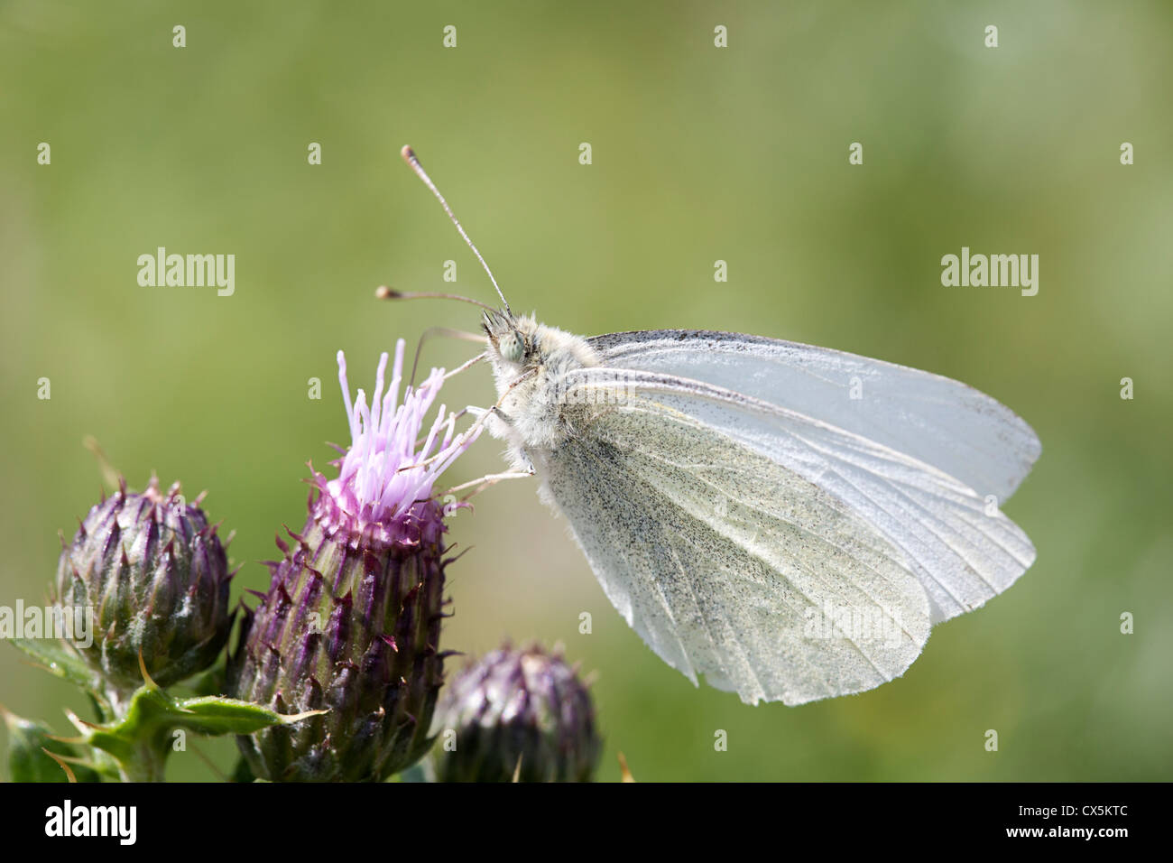 Butterfly Small bianco (Sarcococca rapae) su Creeping Thistle. Foto Stock