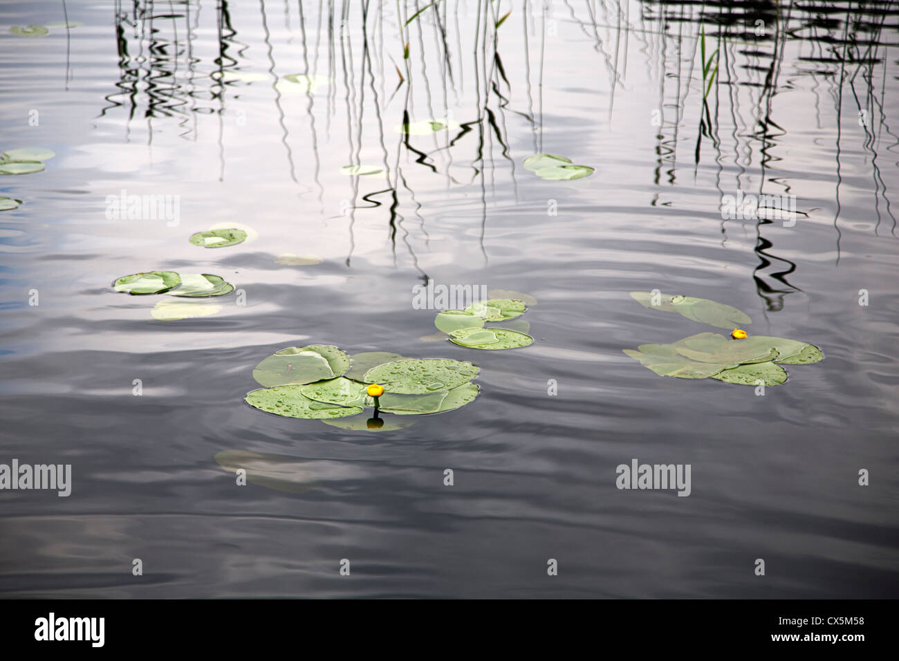 Acqua di colore giallo-lilly (Nuphar lutea) Foto Stock