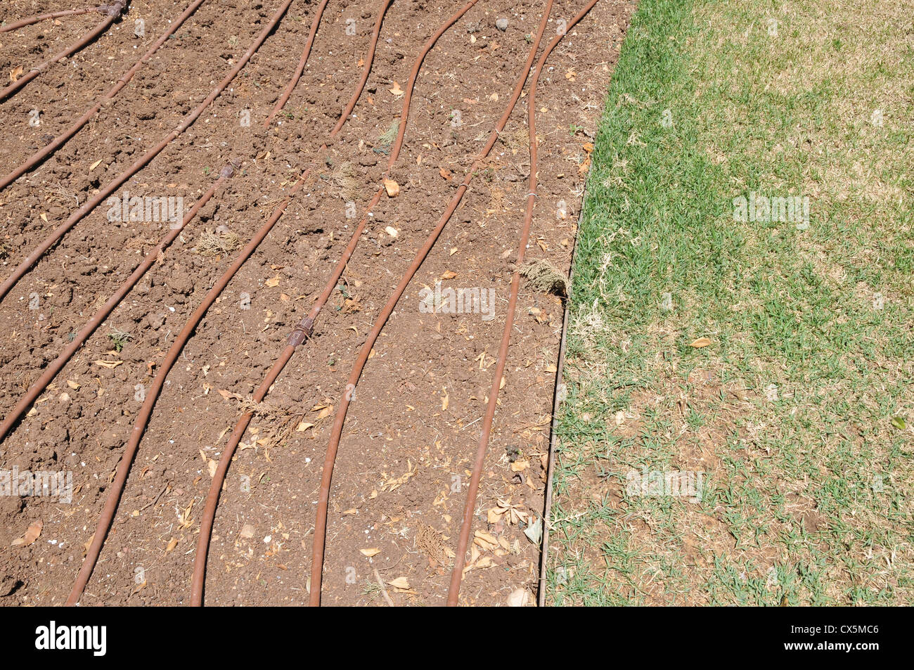 Irrigazione di gocciolamento di un giardino un modo efficiente per risparmiare acqua Foto Stock Irrigazione di gocciolamento di un giardino un modo efficiente per risparmiare acqua Foto Stock