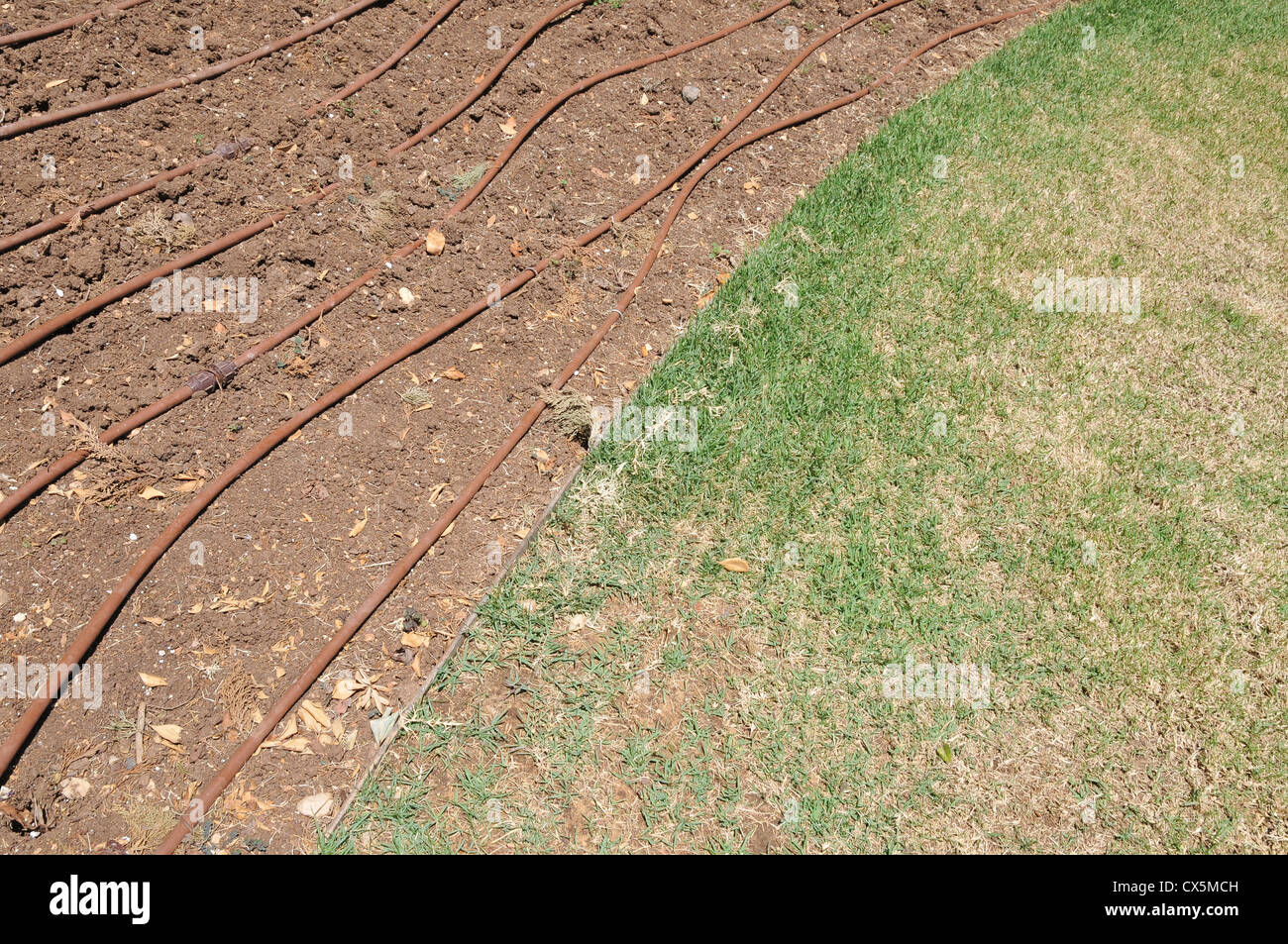 Irrigazione di gocciolamento di un giardino un modo efficiente per risparmiare acqua Foto Stock Irrigazione di gocciolamento di un giardino un modo efficiente per risparmiare acqua Foto Stock