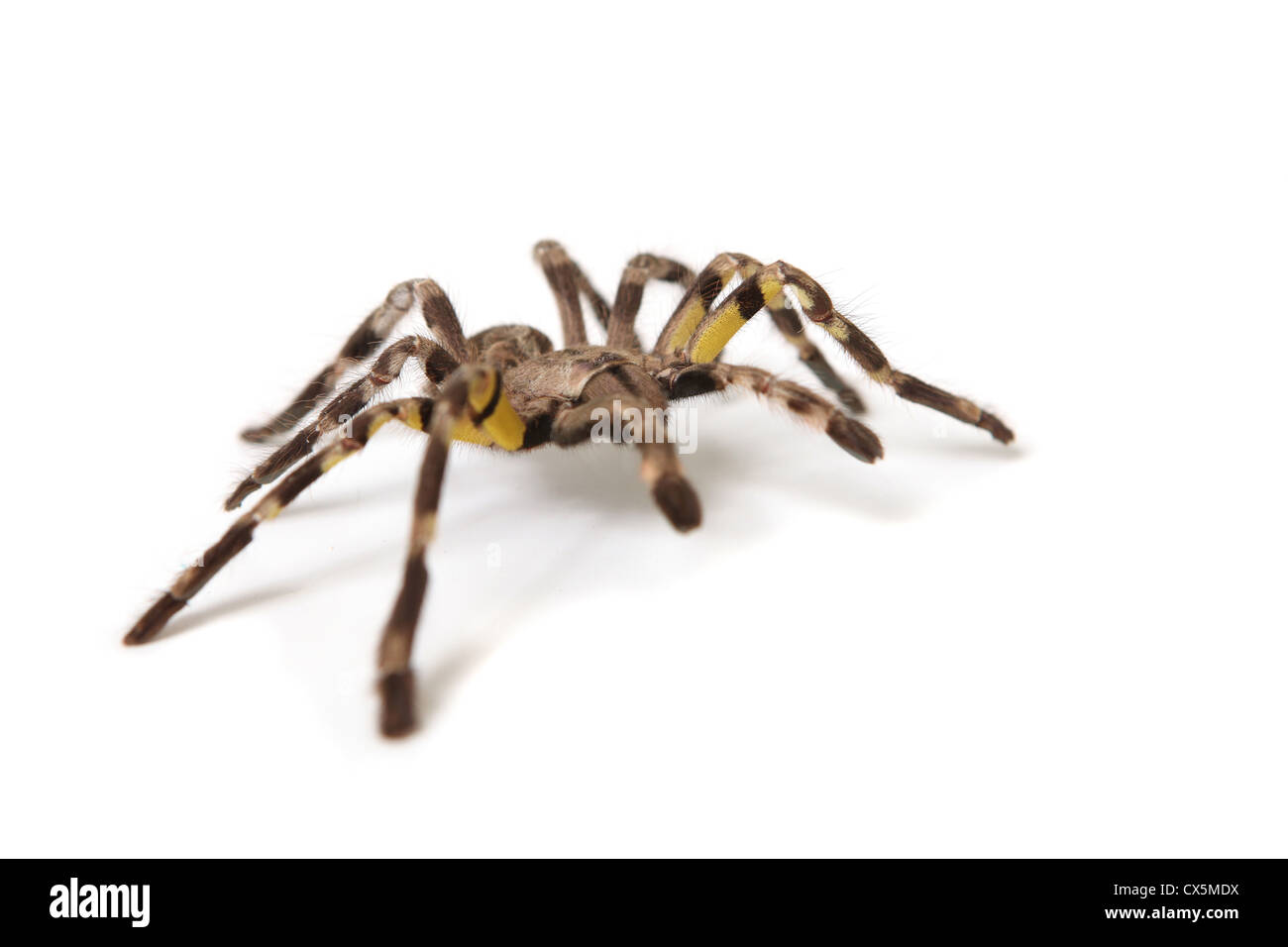 Il pet Tarantola spider su sfondo bianco Foto Stock