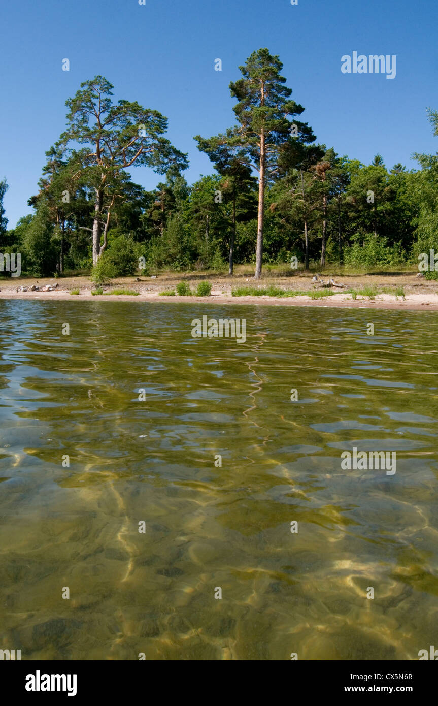Lago svedese chiari laghi di acqua pulita in Svezia spiagge Spiaggia Foresta vuota Foto Stock