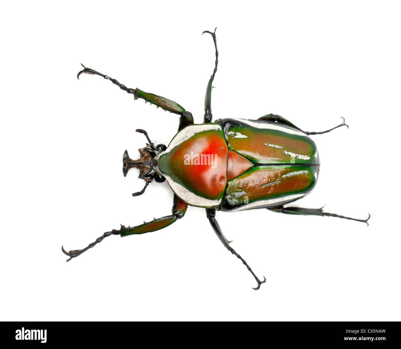 Derby maschio's Flower Beetle, Dicronorrhina derbyana layardi, una specie di coleotteri, contro uno sfondo bianco Foto Stock