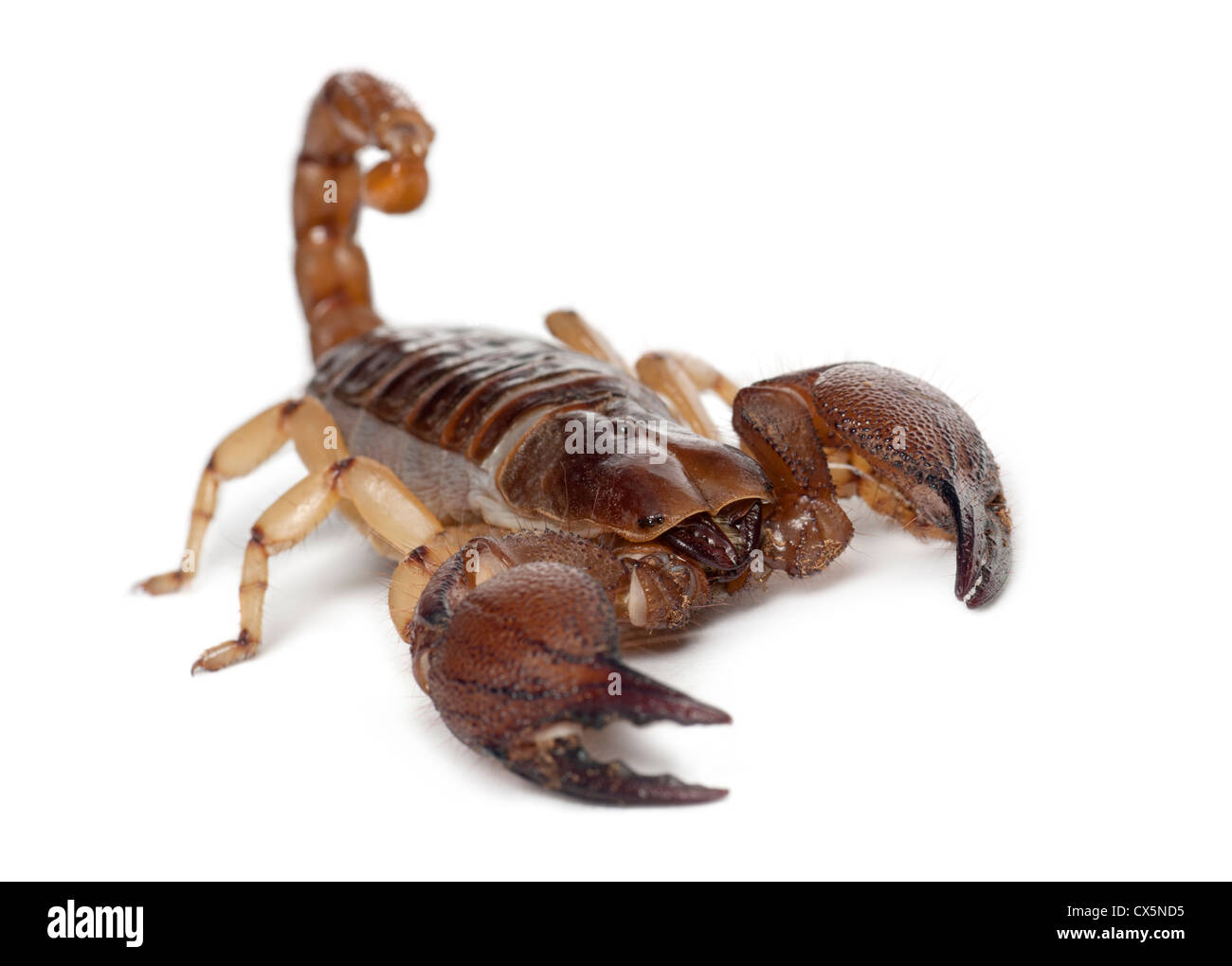 Shiny scavando scorpion o Yellowlegged creeping scorpion, Opistophthalmus glabrifrons, contro uno sfondo bianco Foto Stock