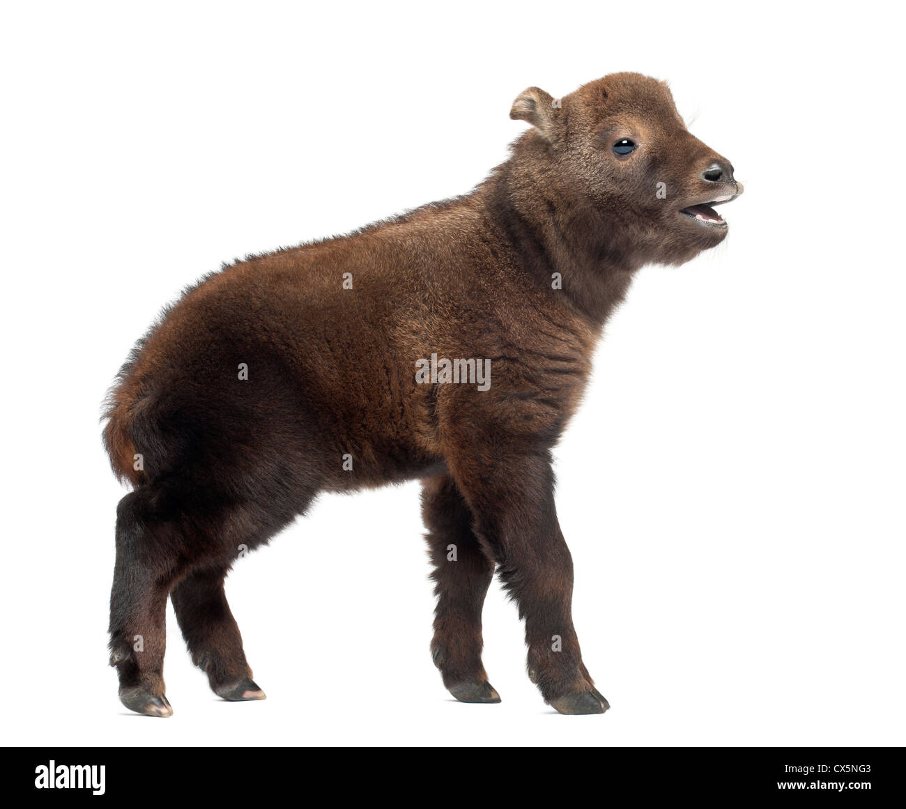 Takin Mishmi, Budorcas taxicolor taxicolor, chiamato anche bovini di camoscio o di capra gnu, 15 giorni, contro uno sfondo bianco Foto Stock