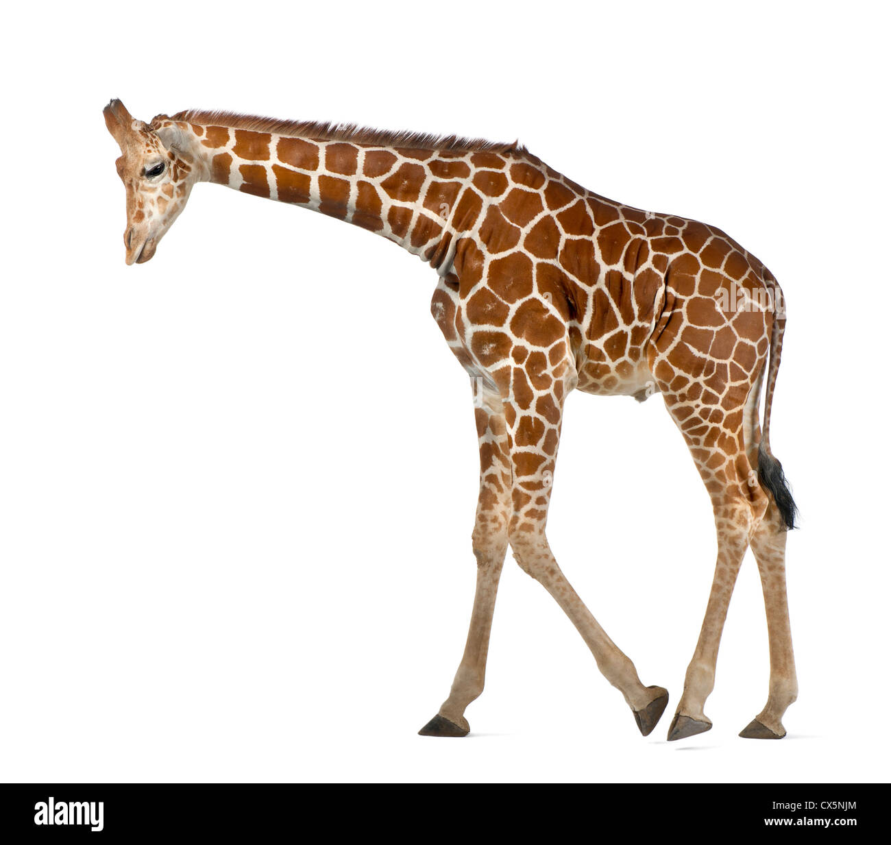 Giraffa somala spesso noto come giraffe reticolate (Giraffa camelopardalis reticulata) 2 anni e mezzo su sfondo bianco Foto Stock