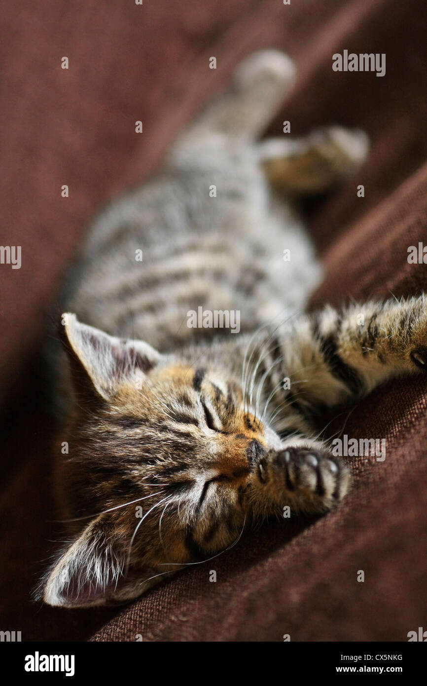 Tabby kitten cat sonnecchiare..immagine sgranata dovuta a 800 ISO Foto Stock