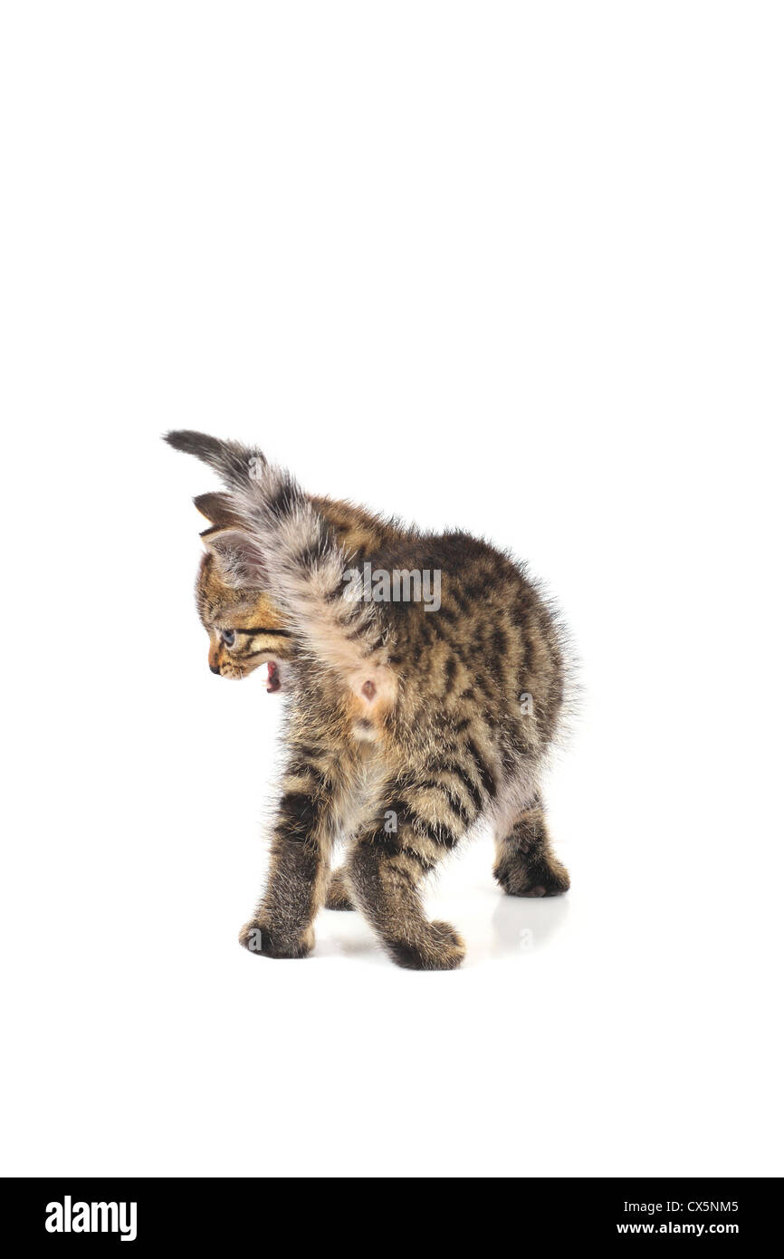 Tabby kitten meowing, isolato su sfondo bianco Foto Stock