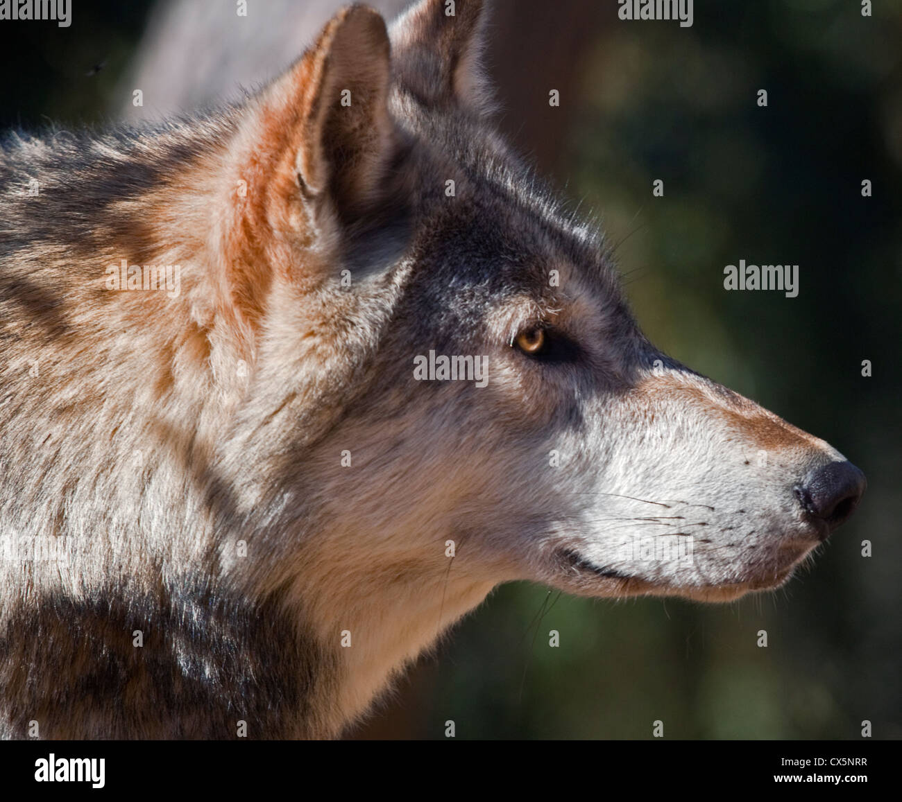 Lupo (Canis lupus) Foto Stock