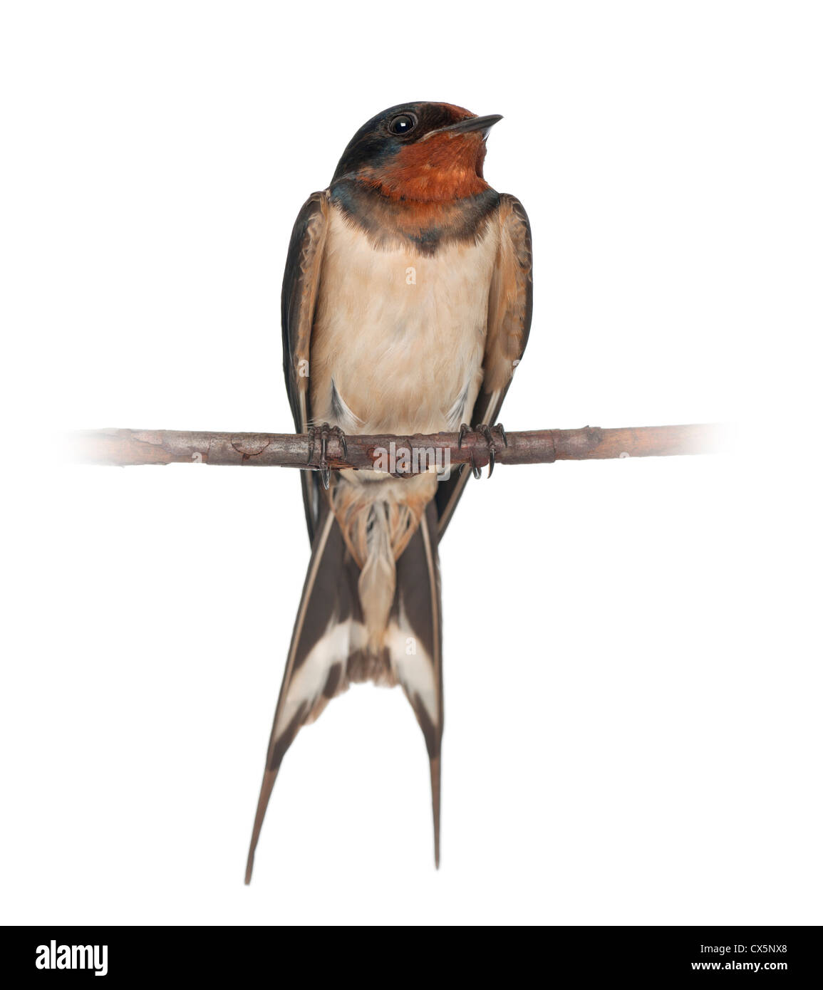 Barn Swallow, Hirundo rustica, appollaiate contro uno sfondo bianco Foto Stock