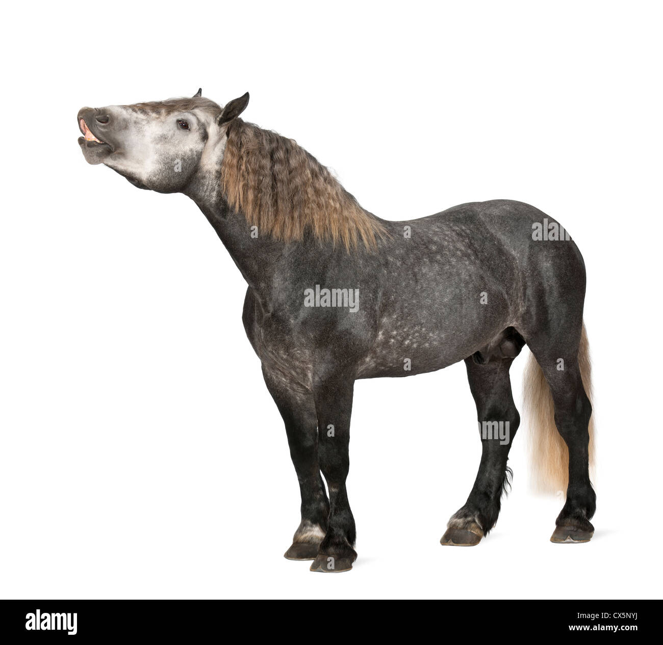 Percheron , 5 anni, una razza di progetto di cavallo in piedi contro uno sfondo bianco Foto Stock