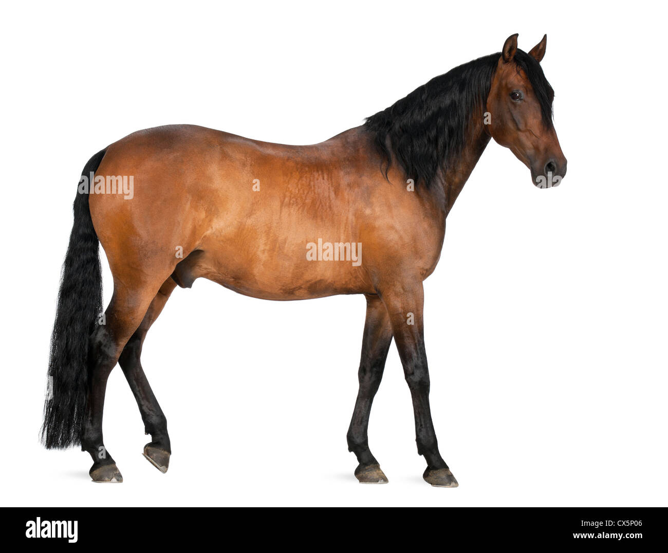 Razza mista di spagnolo e Arabian Horse, 8 anni, in piedi contro lo sfondo bianco Foto Stock
