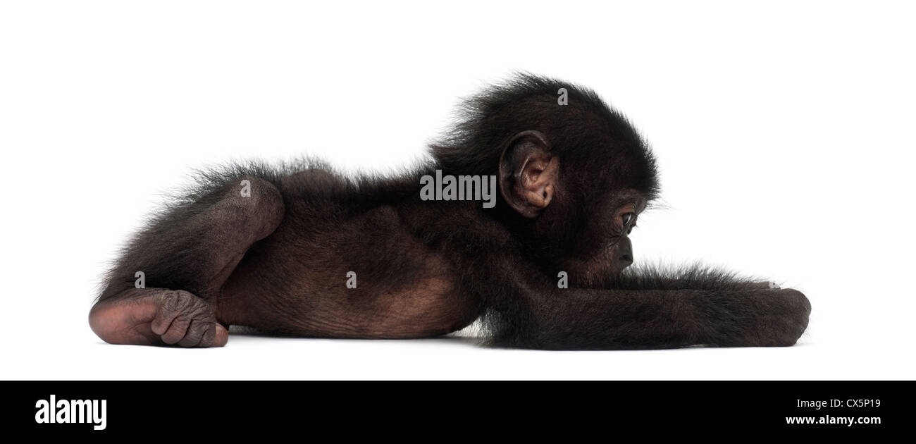 Baby bonobo, Pan paniscus, 4 mesi di età, che giace contro uno sfondo bianco Foto Stock