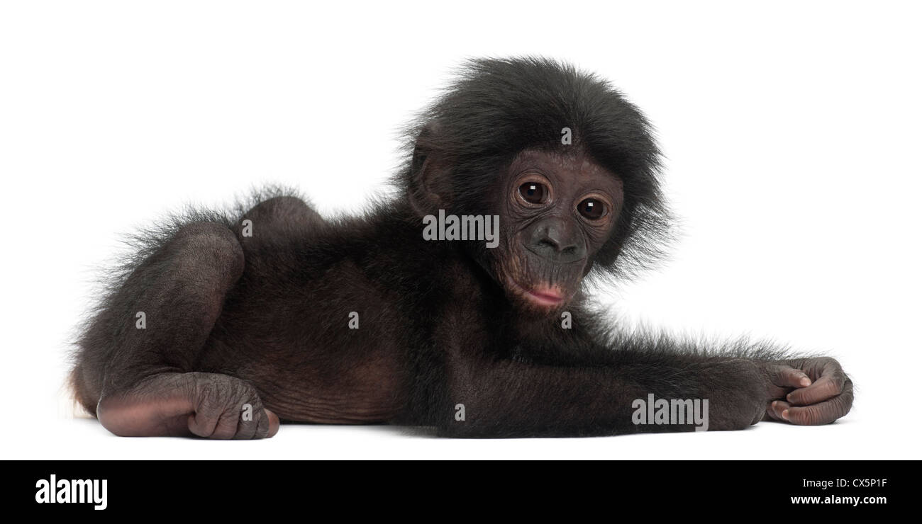 Baby bonobo, Pan paniscus, 4 mesi di età, che giace contro uno sfondo bianco Foto Stock