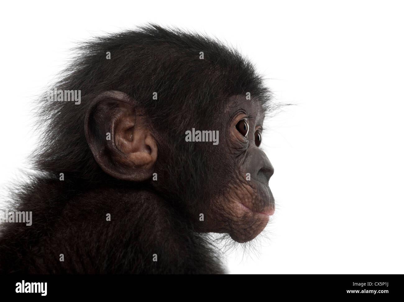 Baby bonobo, Pan paniscus, 4 mesi di età, contro uno sfondo bianco Foto Stock