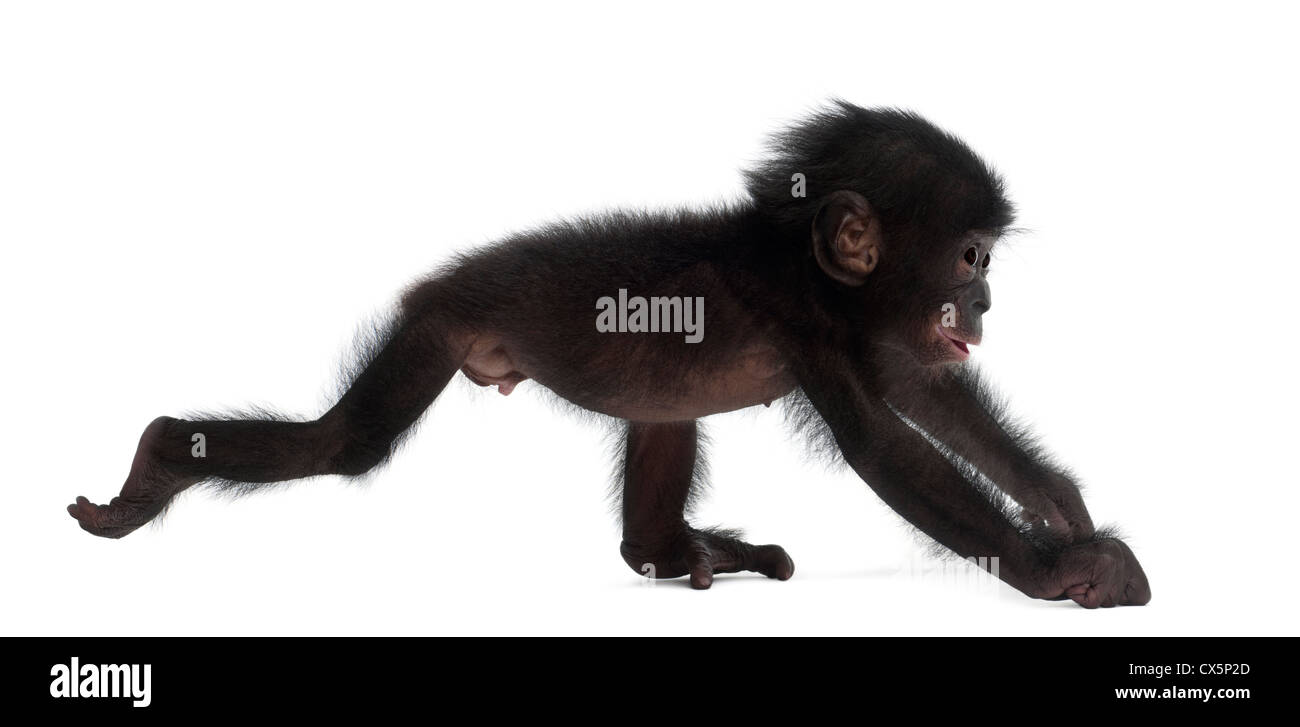 Baby bonobo, Pan paniscus, 4 mesi di età, passeggiate contro uno sfondo bianco Foto Stock