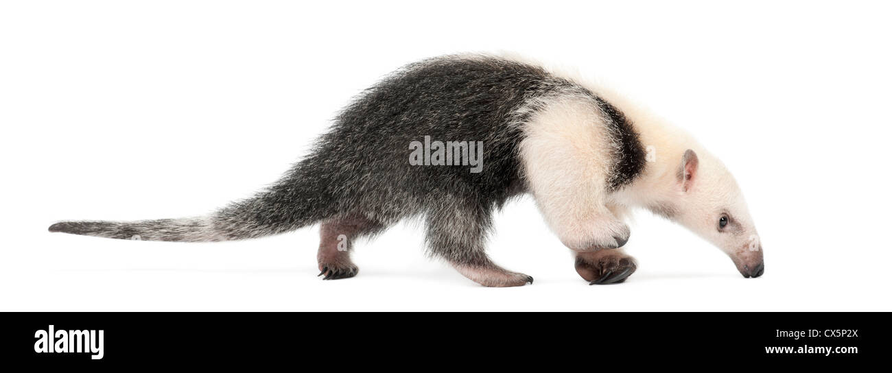 Tamandua, Tamandua tetradactyla, 3 mesi di età, passeggiate contro uno sfondo bianco Foto Stock
