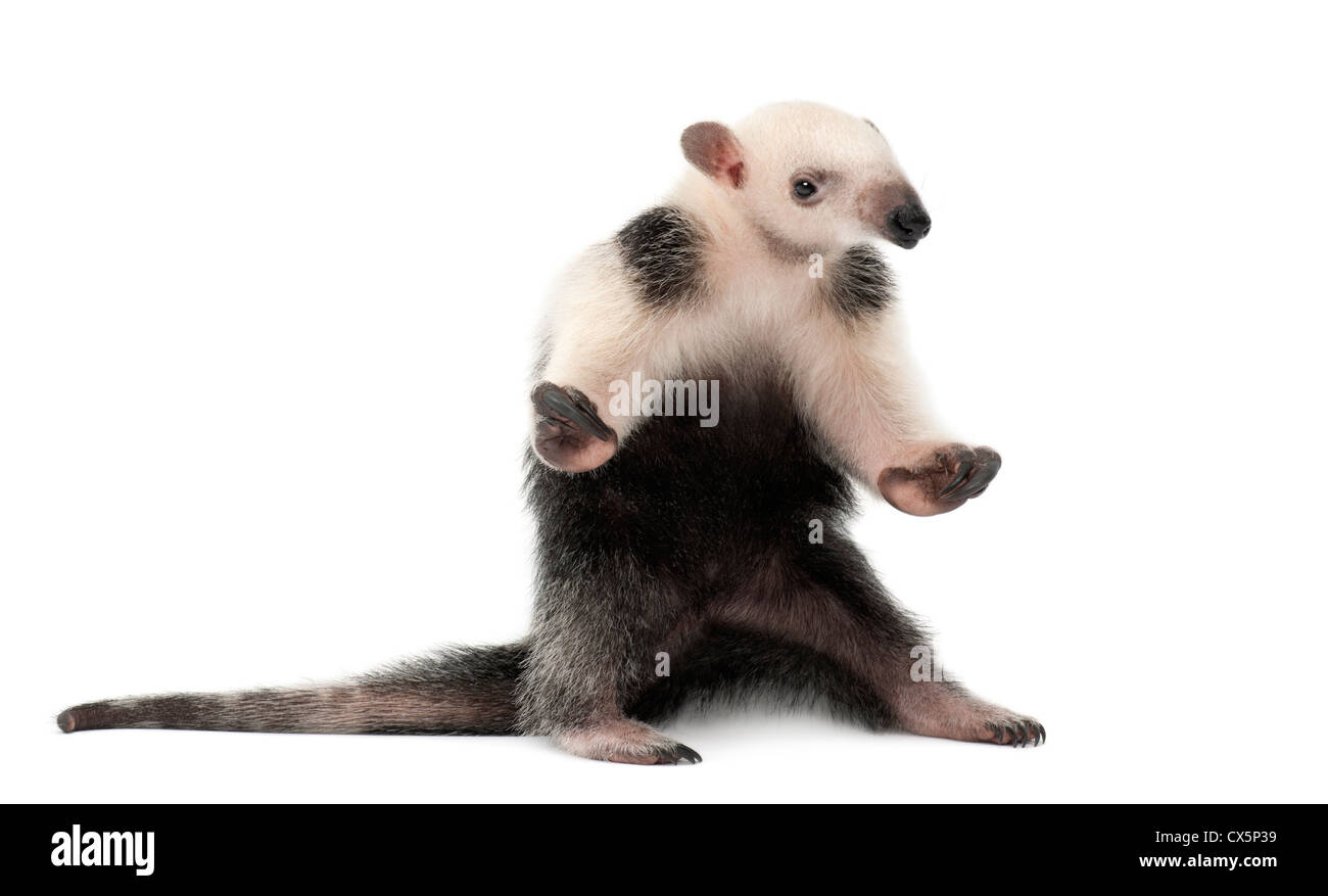 Tamandua, Tamandua tetradactyla, 3 mesi di età, in piedi contro lo sfondo bianco Foto Stock