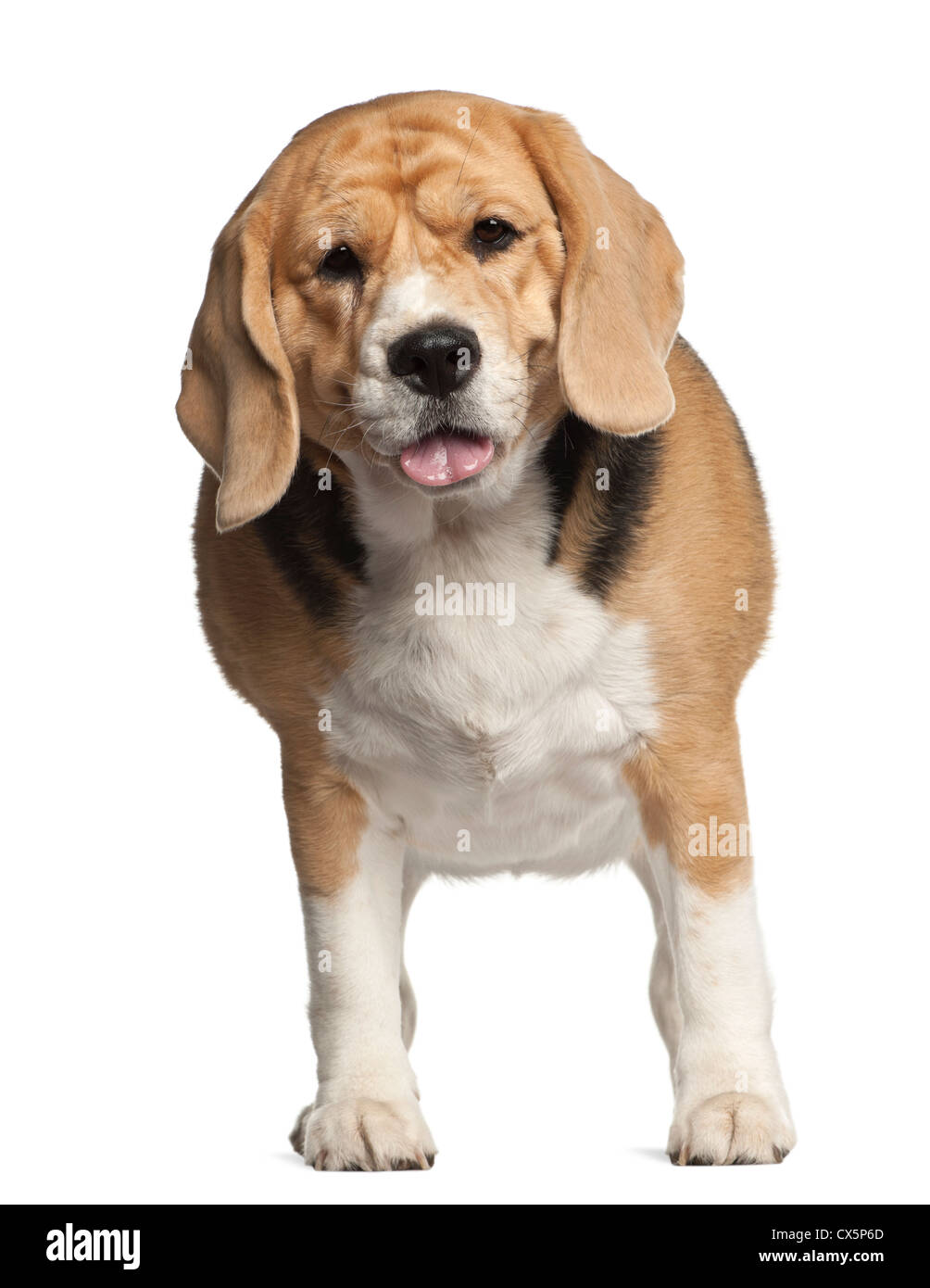 Fat Beagle, 3 anni, in piedi contro lo sfondo bianco Foto Stock