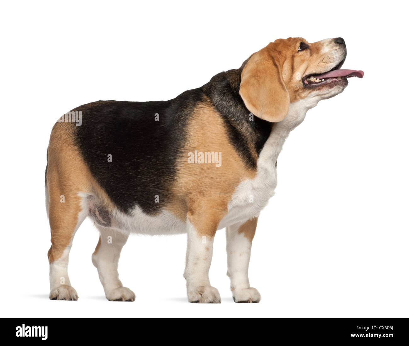 Fat Beagle, 3 anni, in piedi contro lo sfondo bianco Foto Stock