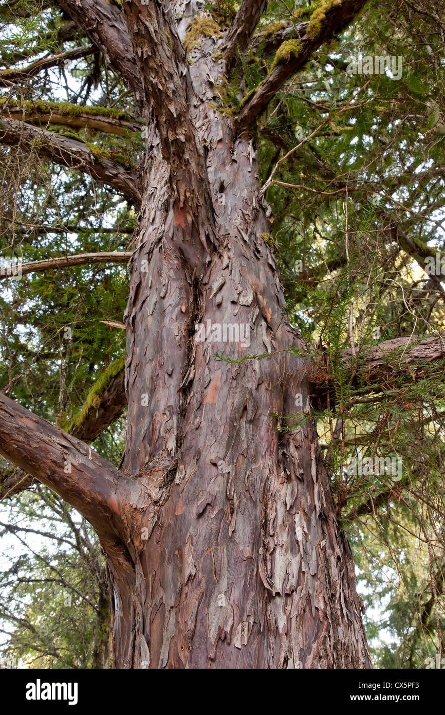 Pacific (occidentale) Yew Tree, guardando verso l'alto, "Taxus brevifolia'. Foto Stock