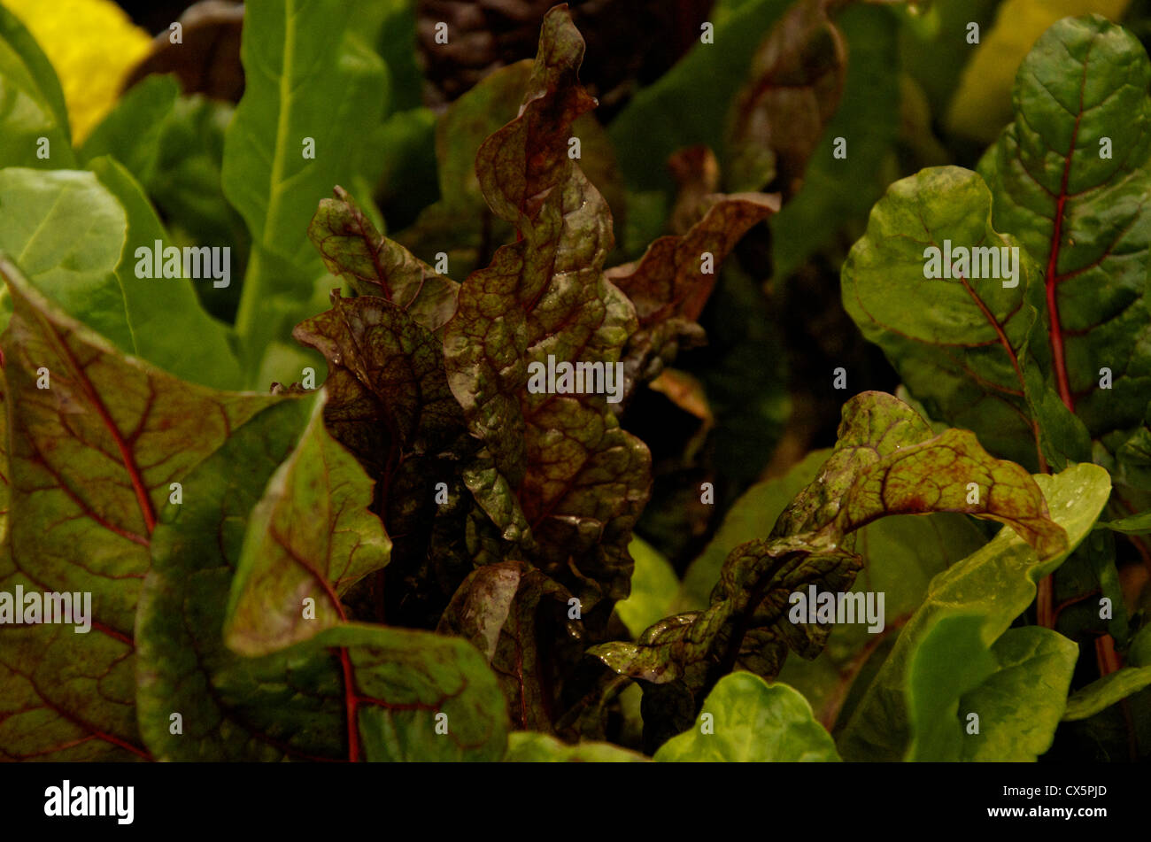 Bieta "luci luminose' un colorato vegetale o di foglia di insalata. Foto Stock