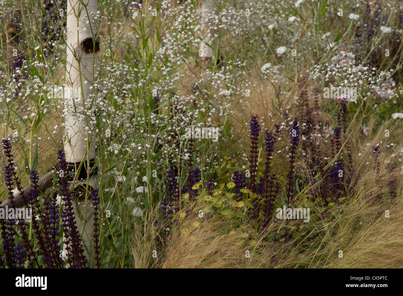 Soft piantagione e argento betulla in giardino concettuale "la luce alla fine del tunnel" da Mathew Childs Foto Stock