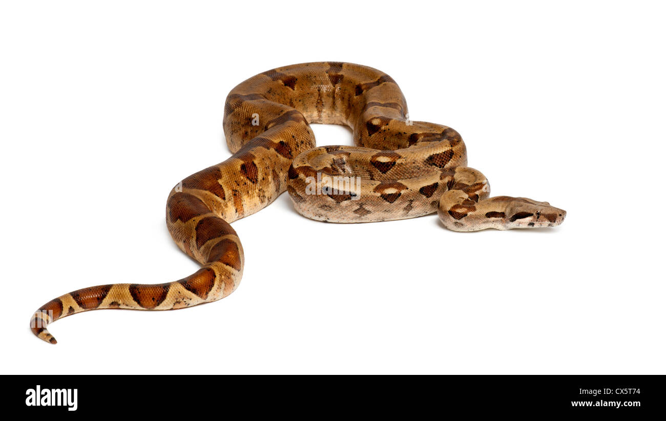 Comune Boa settentrionale, Boa constrictor imperator, contro uno sfondo bianco Foto Stock