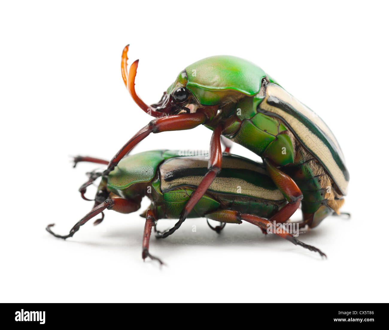 Accoppiamento fiore fiammeggiante coleotteri o striato amore Beetle, Eudicella gralli hubini, contro uno sfondo bianco Foto Stock