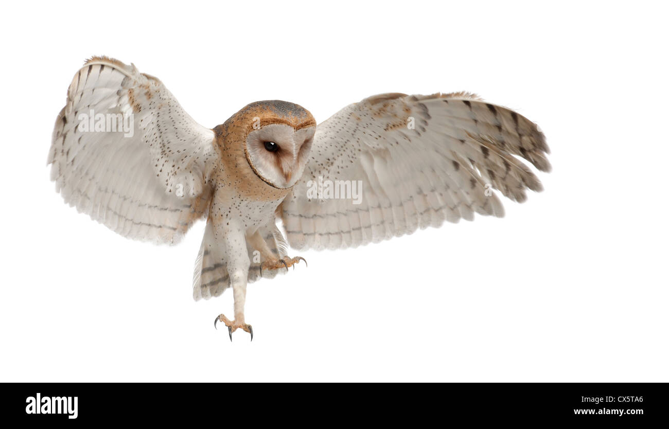 Barbagianni,Tyto alba, 4 mesi di età, lo sbarco contro uno sfondo bianco Foto Stock