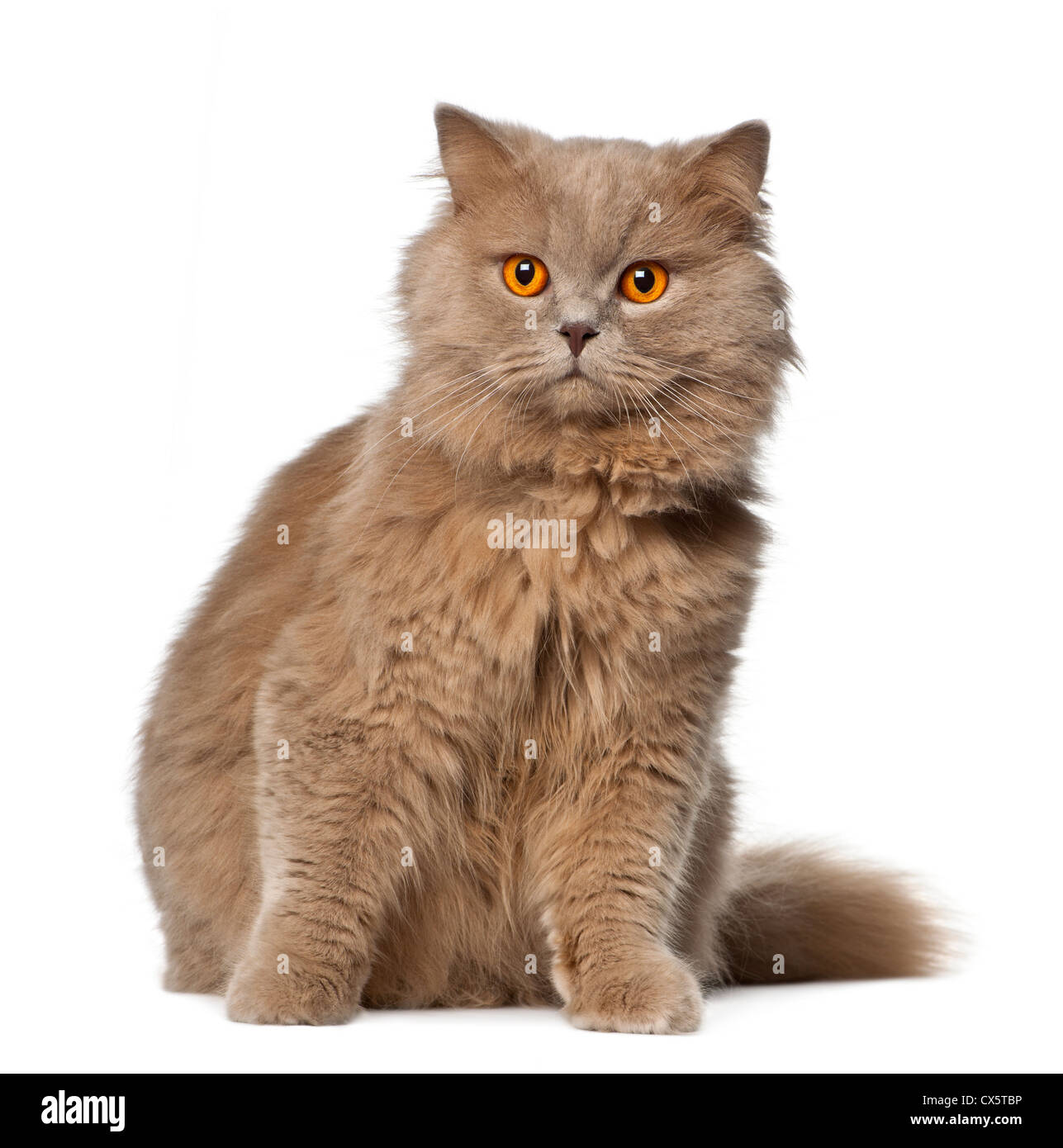 British Longhair Cat seduto contro uno sfondo bianco Foto Stock