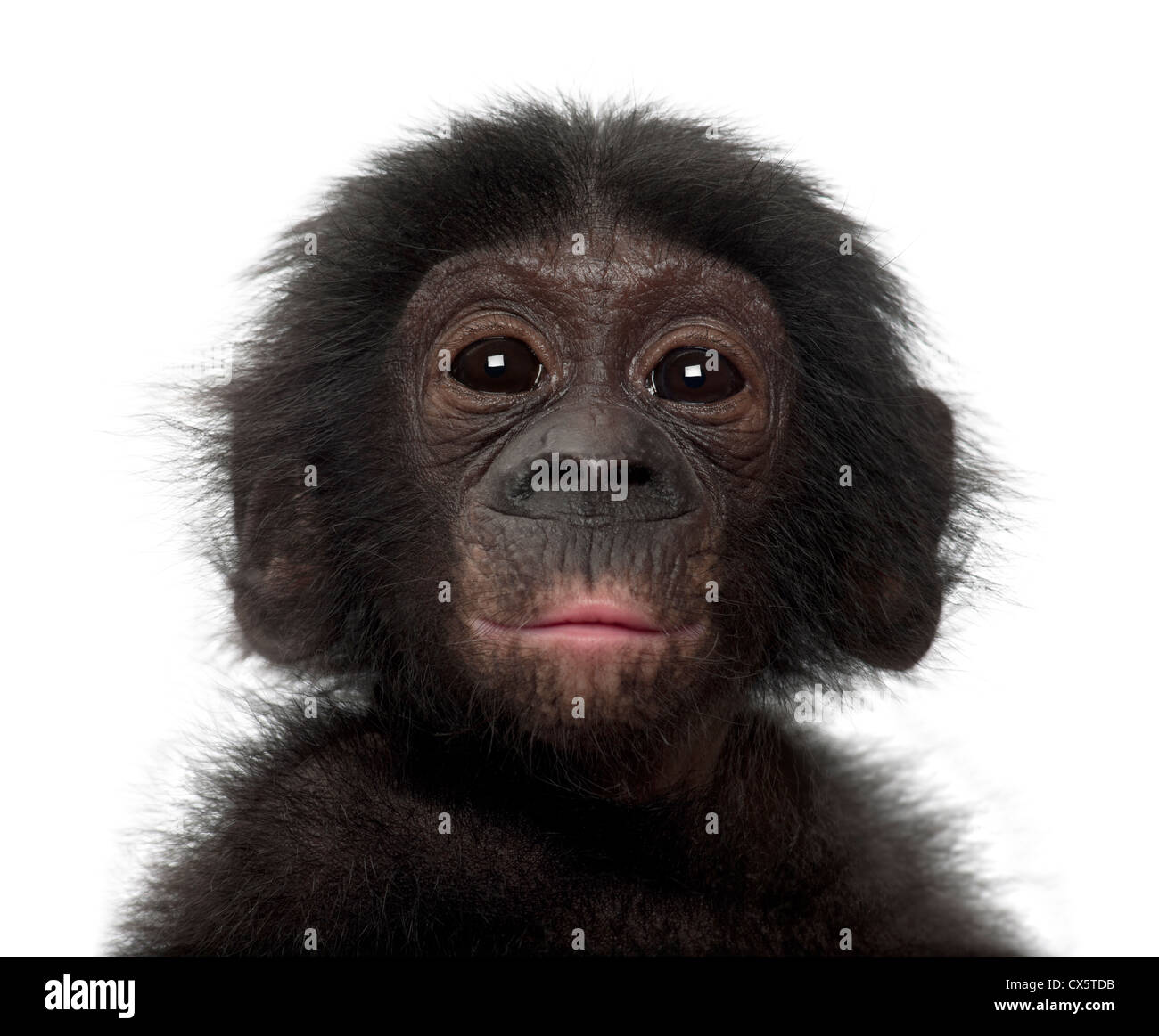 Baby bonobo, Pan paniscus, 4 mesi di età, contro uno sfondo bianco Foto Stock