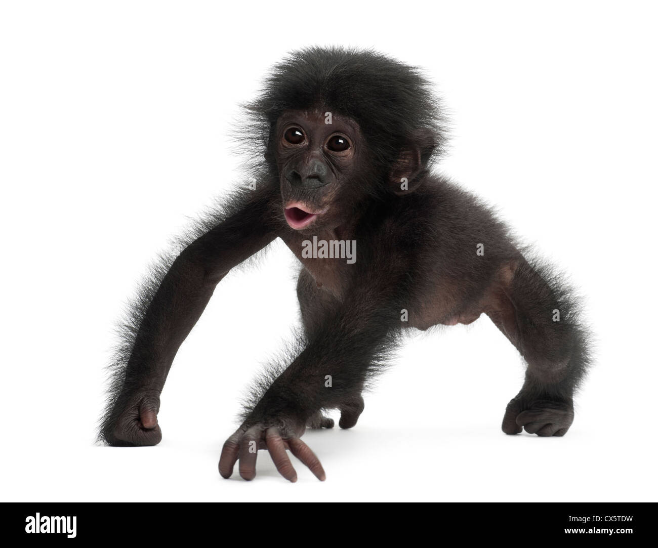 Baby bonobo, Pan paniscus, 4 mesi di età, strisciando contro uno sfondo bianco Foto Stock