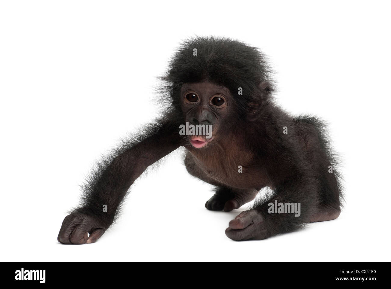 Baby bonobo, Pan paniscus, 4 mesi di età, strisciando contro uno sfondo bianco Foto Stock