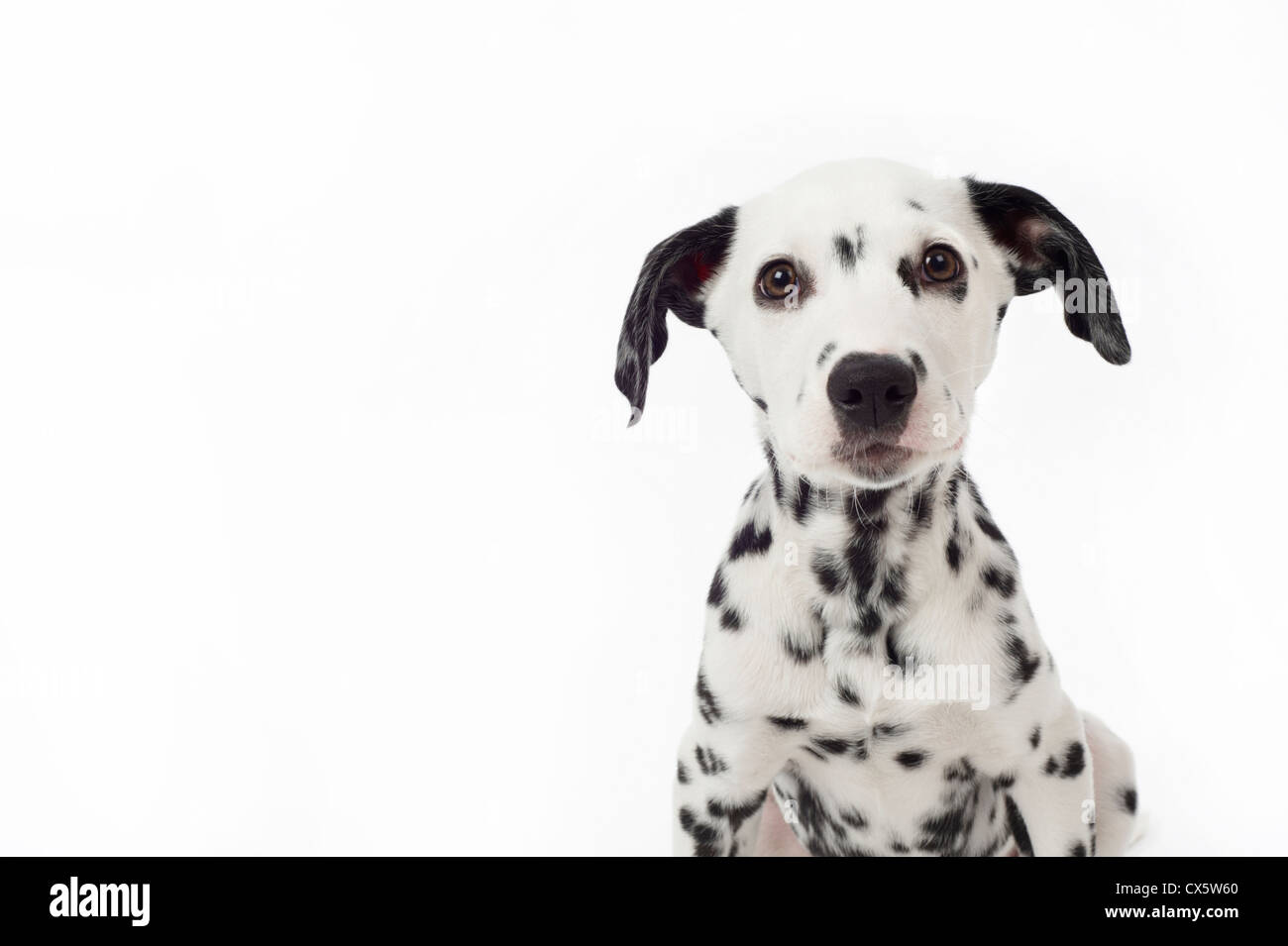 Cucciolo dalmata Immagini senza sfondo e Foto Stock ritagliate - Alamy