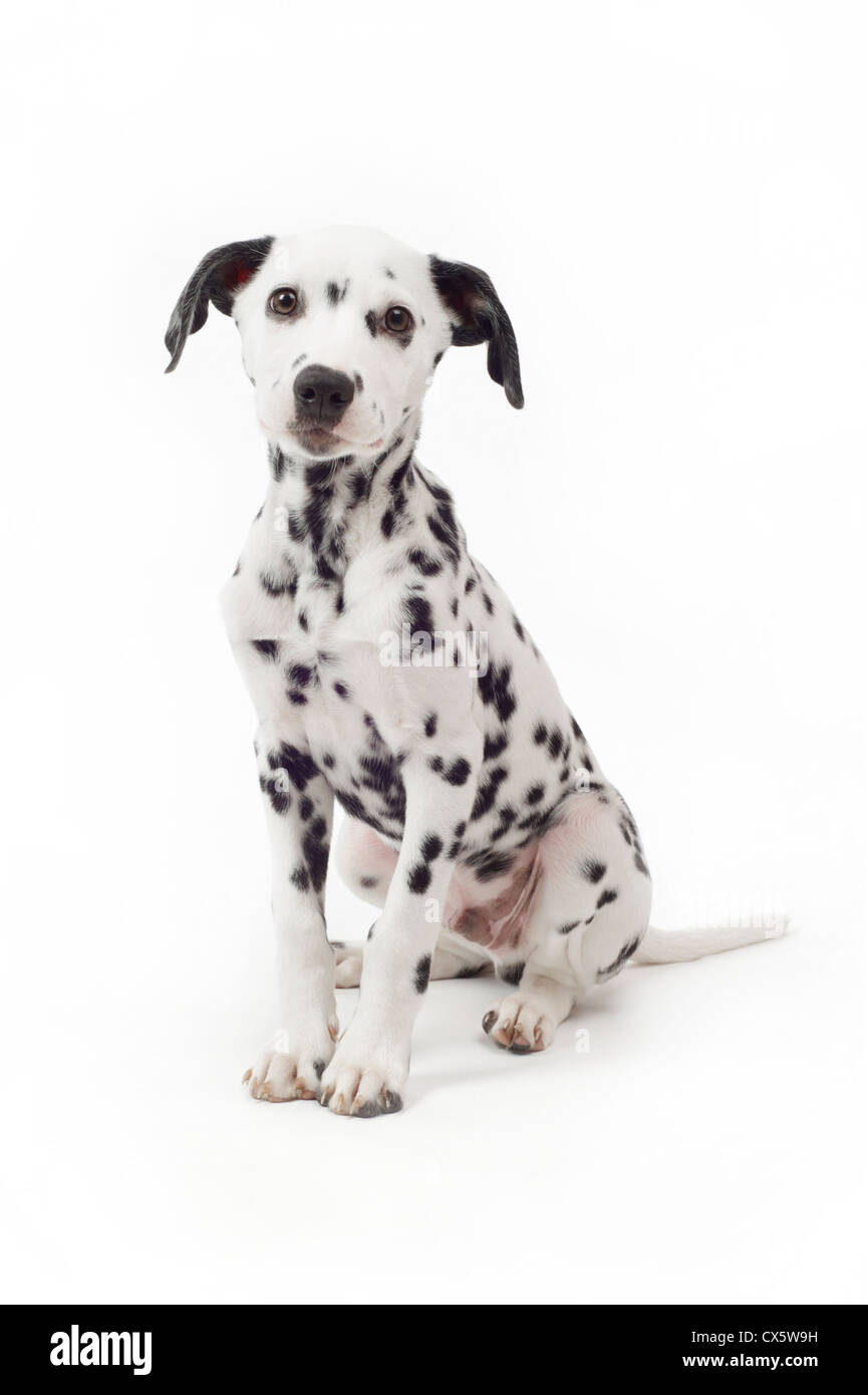 Cucciolo dalmata seduto, studio shot con sfondo bianco Foto Stock