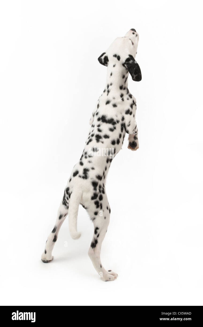 Cucciolo dalmata sulle zampe posteriori, studio shot con sfondo bianco Foto Stock