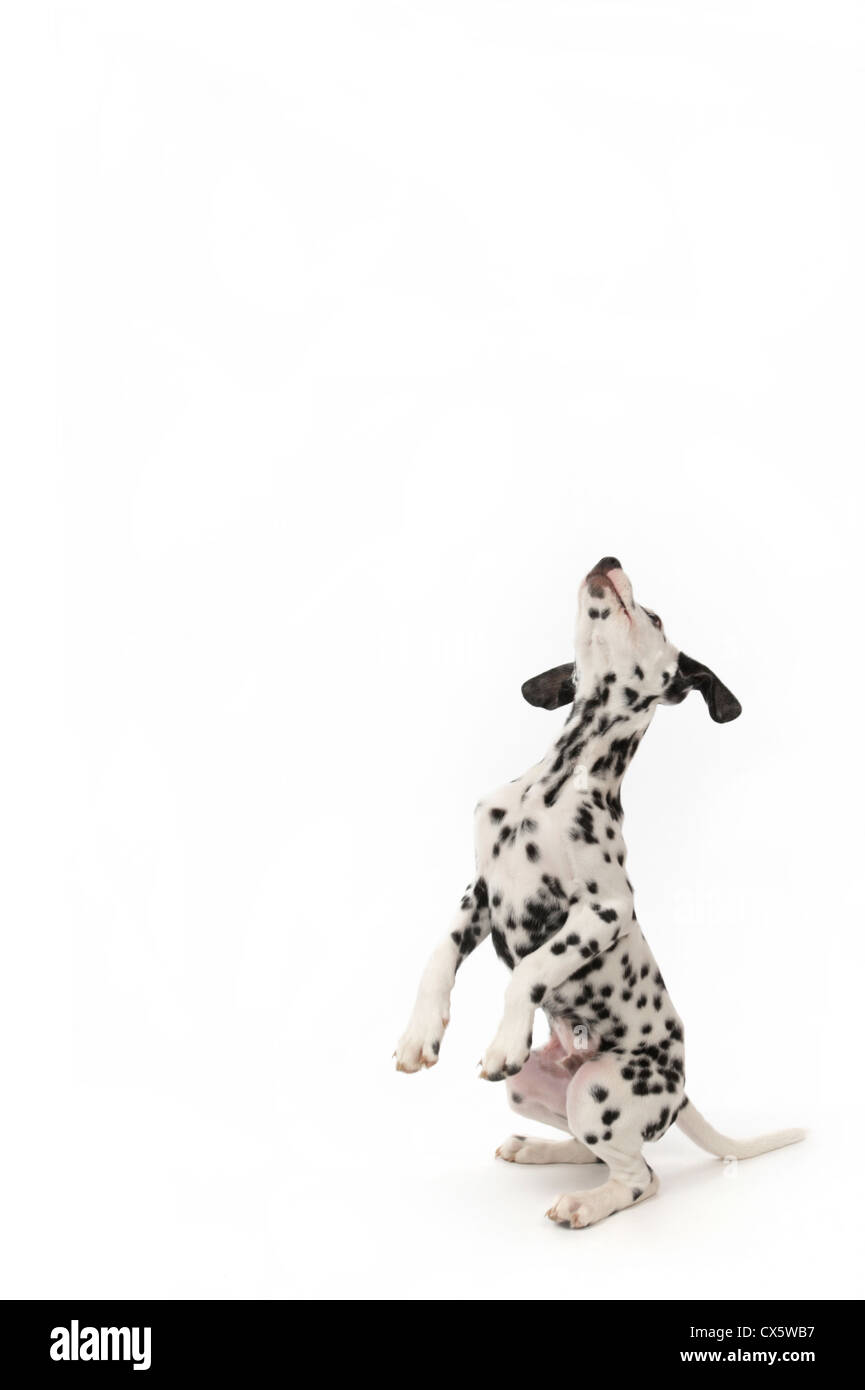 Cucciolo dalmata sulle zampe posteriori, studio shot con sfondo bianco Foto Stock