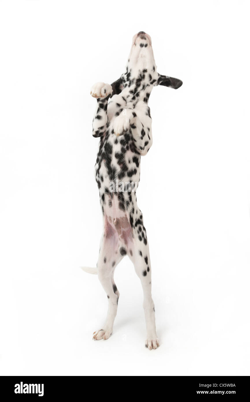 Cucciolo dalmata sulle zampe posteriori, studio shot con sfondo bianco Foto Stock