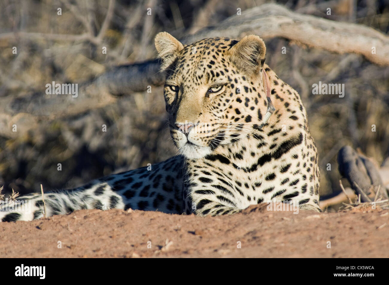 Leopard all'Africat sull'l'Okonjima Riserva Naturale in Namibia centrale. Foto Stock