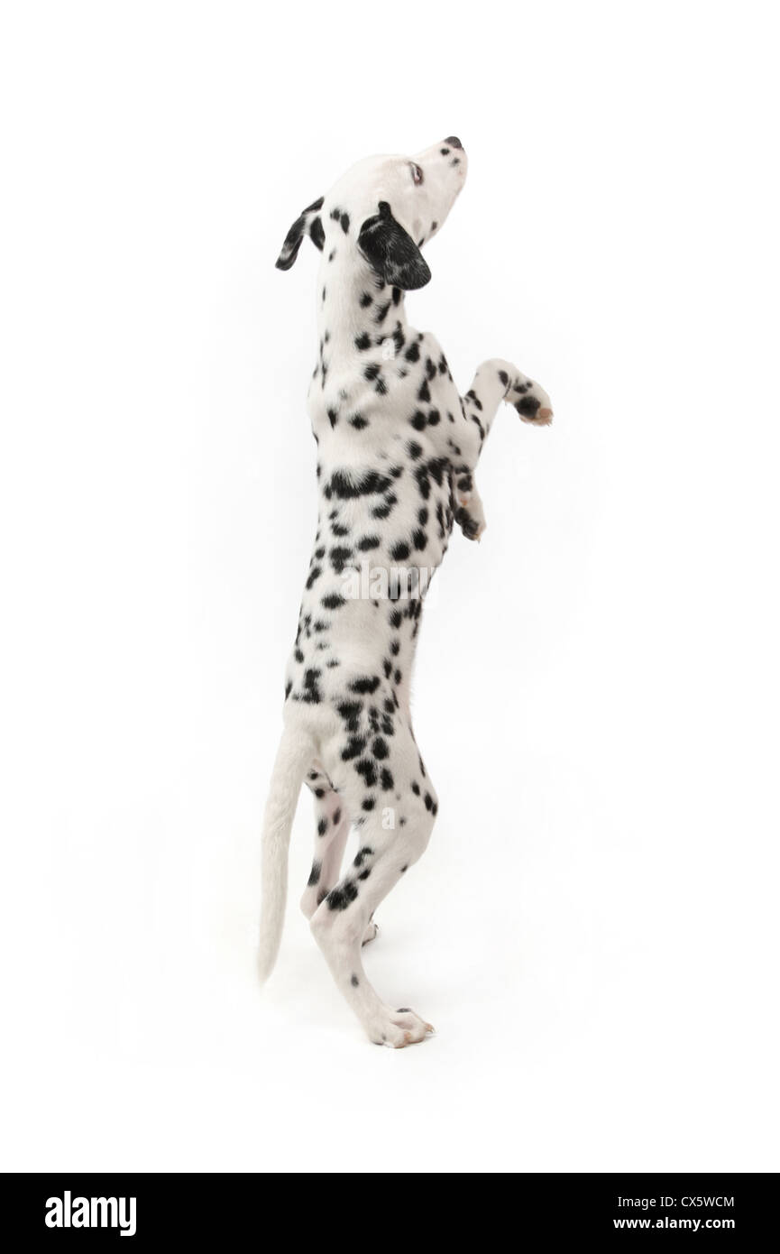 Cucciolo dalmata sulle zampe posteriori, studio shot con sfondo bianco Foto Stock