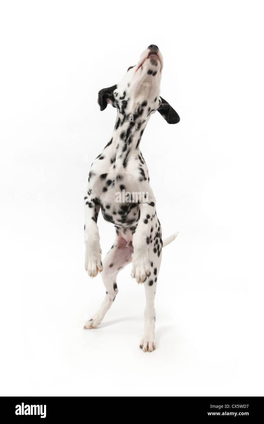 Cucciolo dalmata sulle zampe posteriori, studio shot con sfondo bianco Foto Stock