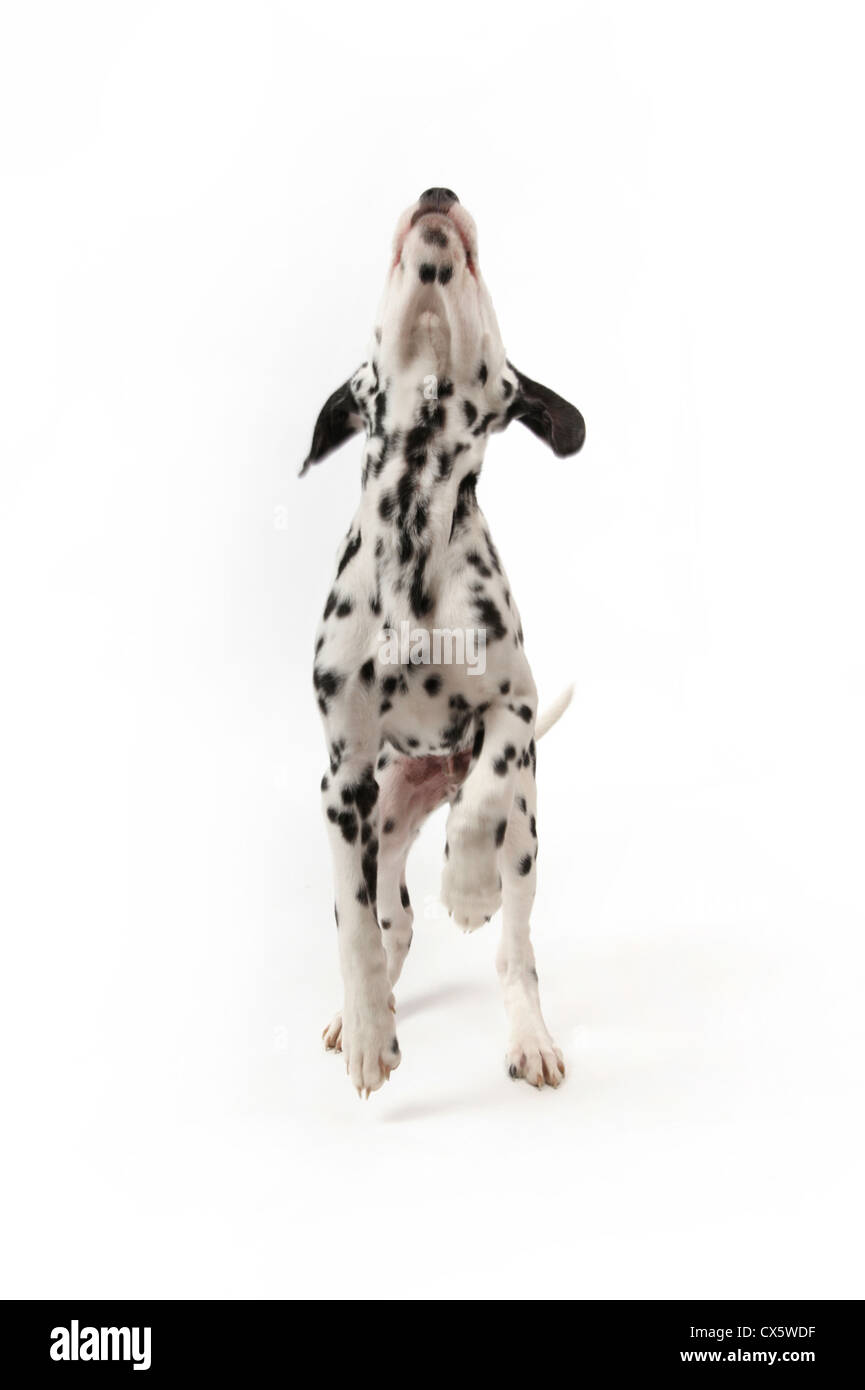 Cucciolo dalmata sulle zampe posteriori, studio shot con sfondo bianco Foto Stock