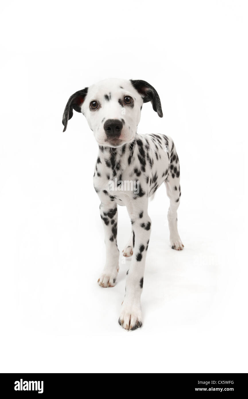 Cucciolo dalmata Immagini senza sfondo e Foto Stock ritagliate - Pagina 2 - Alamy