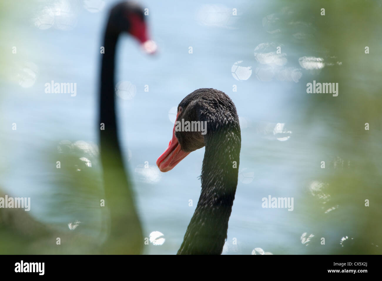 Cigni Neri (Cygnus atratus) a Slimbridge WWT, nel Gloucestershire. In Inghilterra. Regno Unito. Foto Stock
