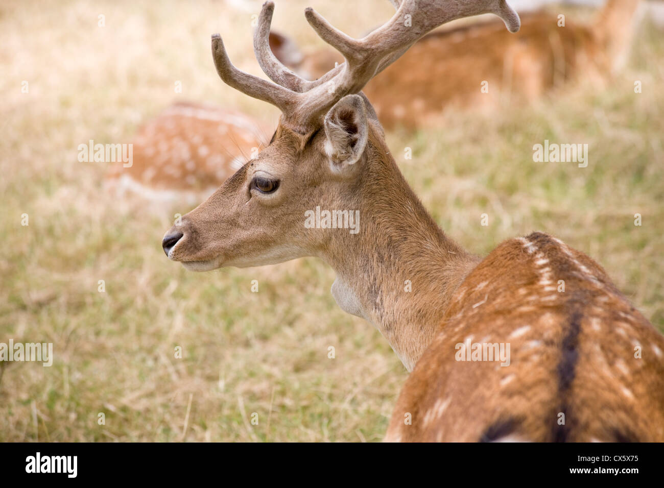 Daini buck Foto Stock