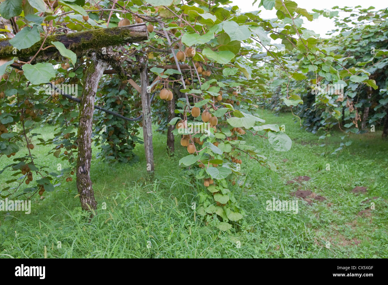 Il kiwi plantation, Francia Foto Stock