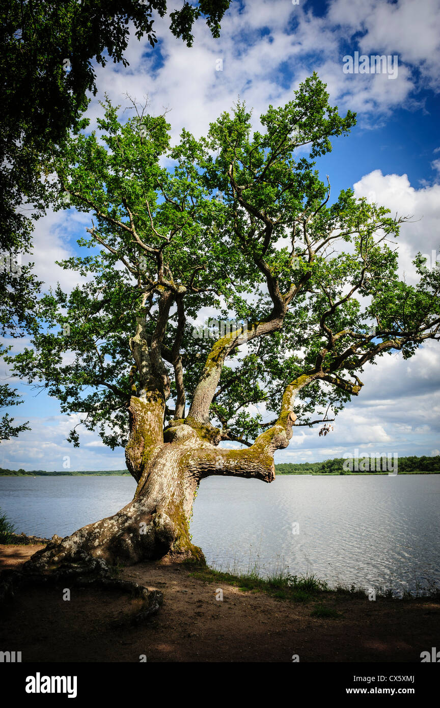 Un vecchio albero knarled accanto a 'Etang de la Mer Rouge' - uno di oltre un migliaio di uomo fatto laghi Brenne Parco Nazionale Foto Stock