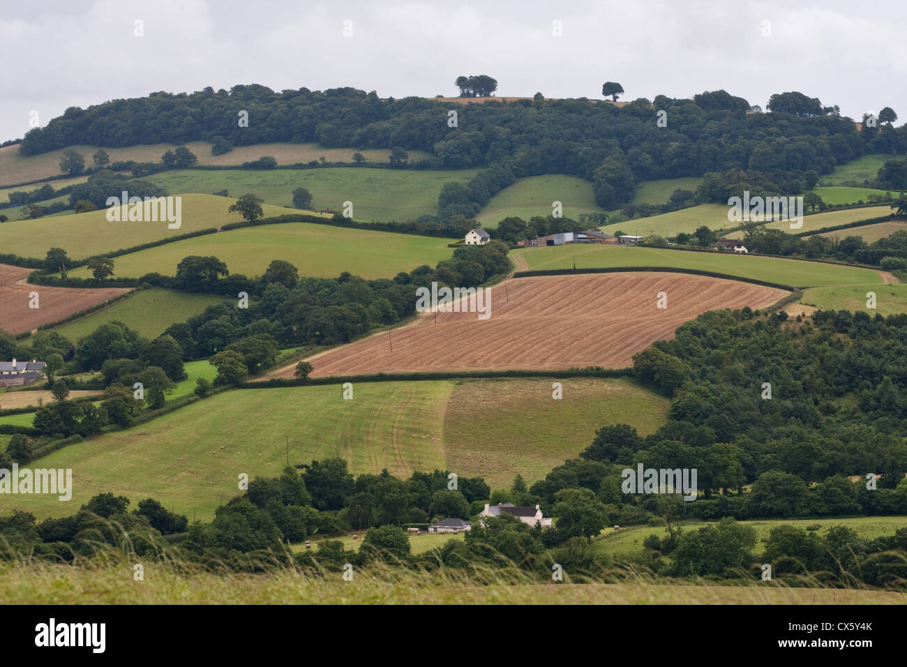 Devon paesaggio agricolo Foto Stock